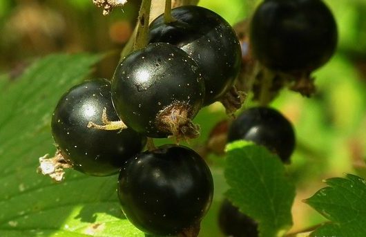 A fekete ribizli jótékony hatásai, amiket nem ismertél